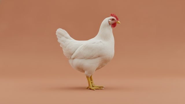 Frango resfriado, preço do dia
